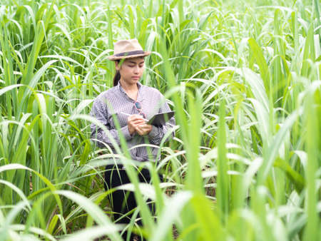woman farmer holding smart device and check sugar cane leaf, smart farmer working in farmの写真素材
