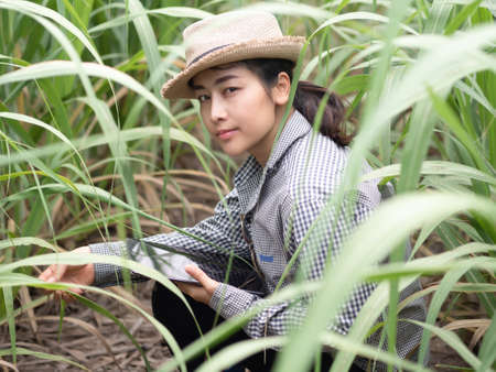 woman farmer holding smart device and check sugar cane leaf, smart farmer working in farmの写真素材