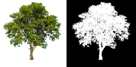 Green tree isolated on white background with post cut out original background and white background replaced for easy to selection with clippings path inside, alpha channel for make brush and selectionの写真素材
