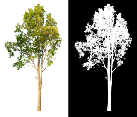 Green tree isolated on white background with post cut out original background and white background replaced for easy to selection with clippings path inside, alpha channel for make brush and selectionの写真素材