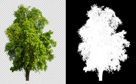 Tree cut out from original background, transparent background picture with clippings path and alpha channel for brush and easy selectionの写真素材
