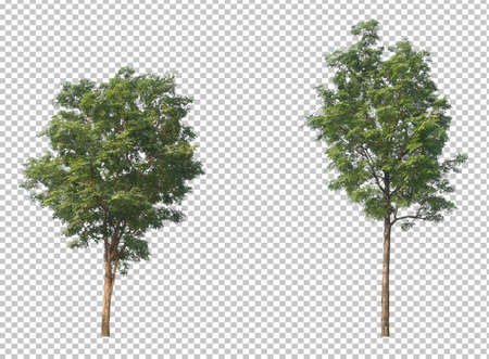 tree on transparent background picture with clipping pathの写真素材