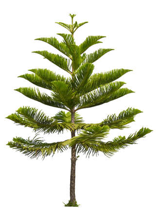 isolated single Norfolk island pine tree on white background with clipping pathの写真素材