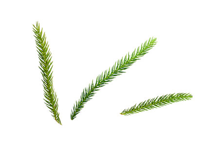 isolated pine leaf on white background with clipping path for part of christmas card decorationの写真素材