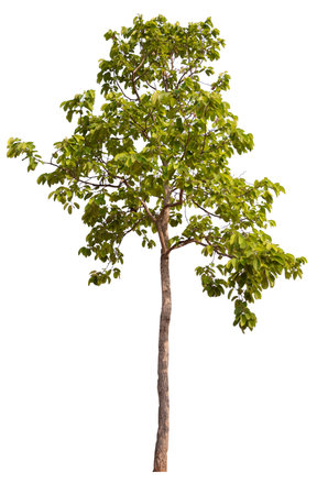 hight qaulity tree on white background with clipping pathの写真素材