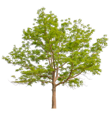 hight qaulity tree on white background with clipping pathの写真素材
