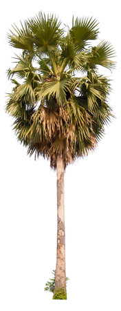 palm tree on white background with clipping pathの写真素材