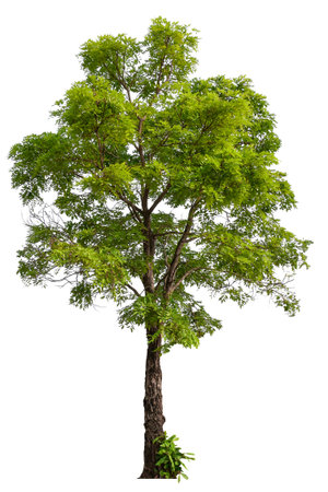 hight qaulity tree on white background with clipping pathの写真素材