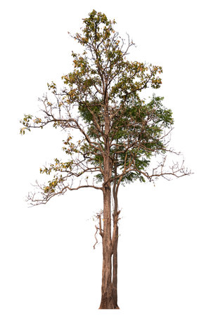 hight qaulity tree on white background with clipping pathの写真素材