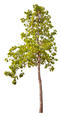 hight qaulity tree on white background with clipping pathの写真素材