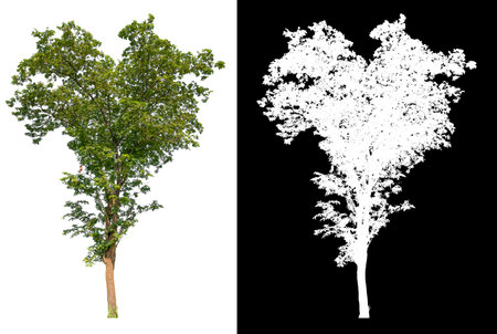 isolated tree on white background with clipping path, selected inside picture with white picture easy to select for brush design, high qaulity dicutの写真素材
