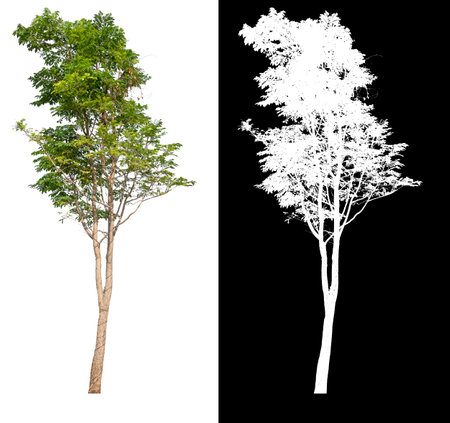 isolated tree on white background with clipping path, selected inside picture with white picture easy to select for brush design, high qaulity dicutの写真素材