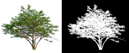 isolated tree on white background with clipping path, selected inside picture with white picture easy to select for brush design, high qaulity dicutの写真素材