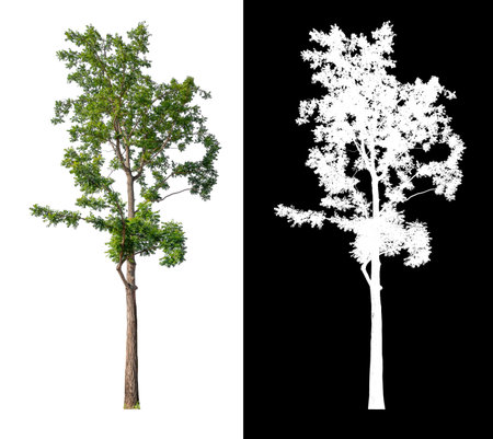 isolated tree on white background with clipping path, selected inside picture with white picture easy to select for brush design, high qaulity dicutの写真素材