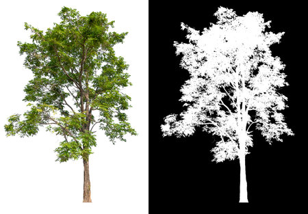 isolated tree on white background with clipping path, selected inside picture with white picture easy to select for brush design, high qaulity dicutの写真素材