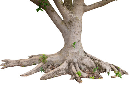 Big tree bark on white background with clippings pathの写真素材