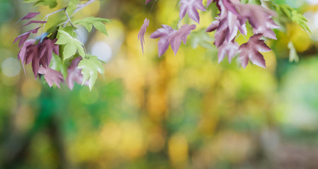 Autumn leaf with blur background, 3d illustrations renderingの写真素材