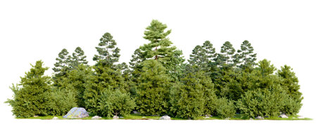Isolated forest on white background with clipping path, 3D illustration renderingの写真素材