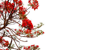 red flower isolated on white backgroundの写真素材