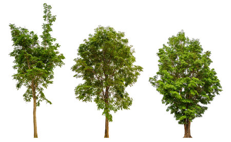 isolated tree collection on white background, real tree not renderの写真素材