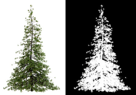 isolated tree on white background, 3d illustration renderingの写真素材