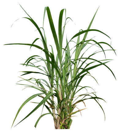 isolated sugar cane group on white background with clipping pathの写真素材