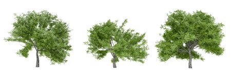 3d tree tree conllection isolated on white background with clipping path, 3d illustration renderingの写真素材