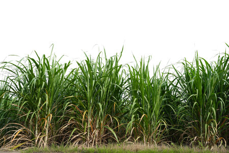 isolated sugar cane field on white background with clipping pathの写真素材