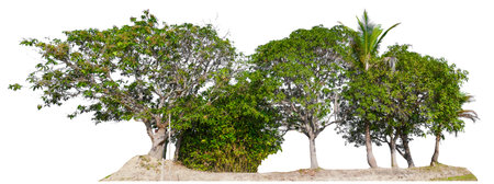 mango tree gruop and small forestの写真素材