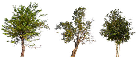 high resolution collection tree isolated on white background with clipping pathの写真素材
