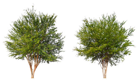 PNG small  tree collection transparent background removed original backgroundPNG small  tree collection transparent background removed original backgroundの写真素材