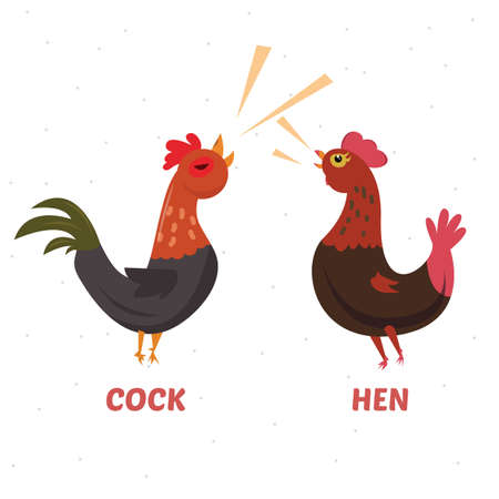 Chicken cock and hen - vector illustrationのイラスト素材