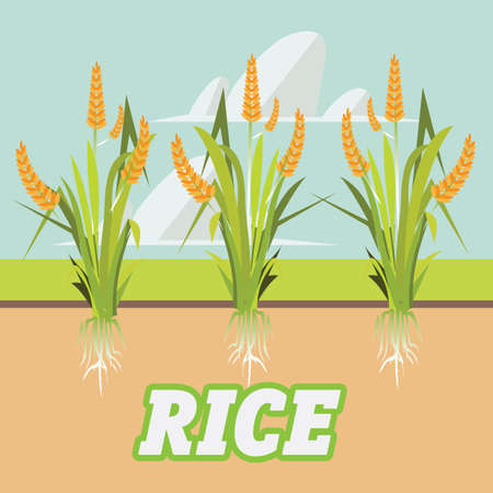 rice -vector illustrationのイラスト素材