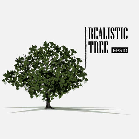 realistic tree - vector illustrationのイラスト素材