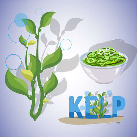 kelp seaweeds - vector illustrationのイラスト素材