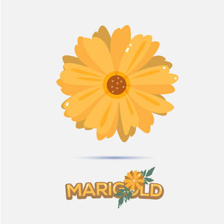 marigold flower - vector illustrationのイラスト素材