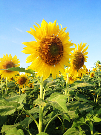Sun Flowersの写真素材