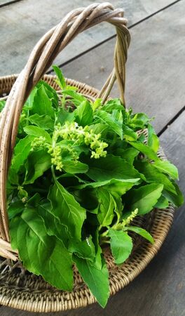 Holy Basil or Ocimum tenuiflorum in Basketの写真素材