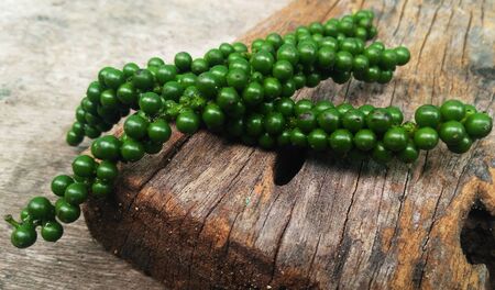 Green Peppercornの写真素材