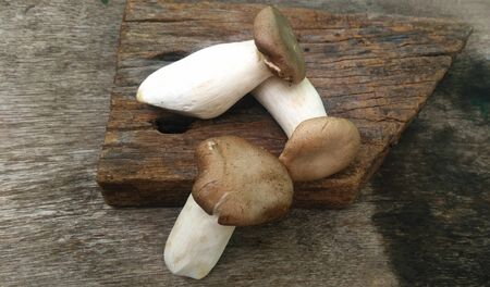 King Oyster Mushroom or King Trumpet Mushroom on Woodの写真素材