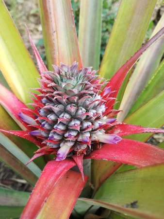 Growth Pineapple in the Gardenの写真素材