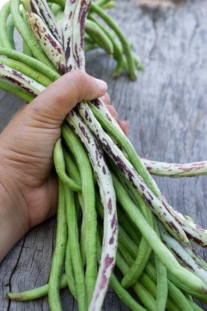 Long bean in hand on wooden background, closeup of legumesの写真素材
