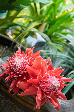 Red torch ginger or etlingera elatior flower in gardenの写真素材