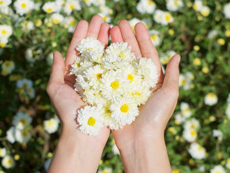 chrysanthemum in my handの写真素材