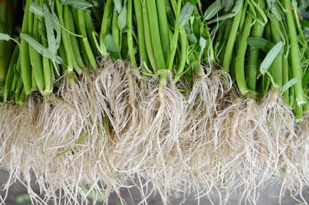 Morning gloryの写真素材