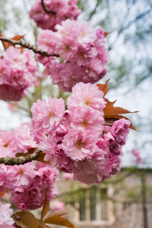 Beautiful ornamental cherry blossom in the grounds of Norwich Cathedral, Norfolk, England 