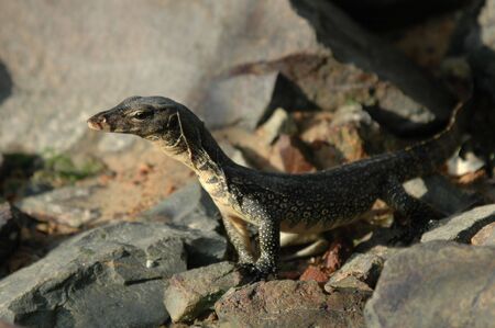 singapore pula ubin island gate way animalの写真素材