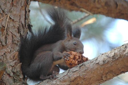 happy new year squirrelの写真素材