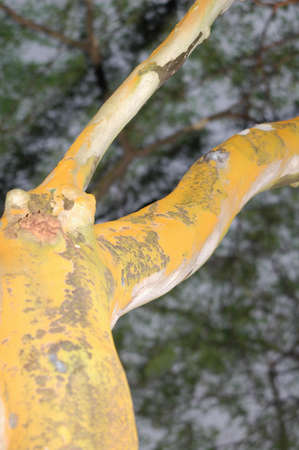 a tree truck from a different viewの写真素材