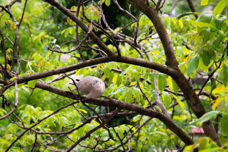 Wild dove on the tree branchの写真素材